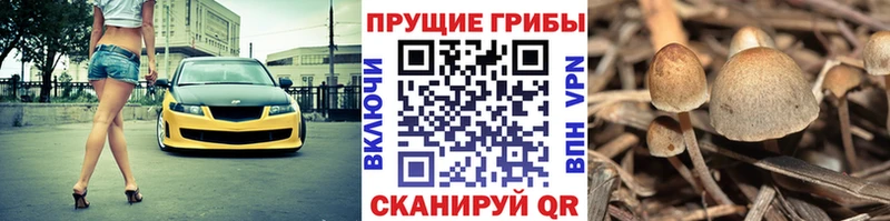 где купить наркоту  kraken tor  Галлюциногенные грибы MAGIC MUSHROOMS  Миасс 
